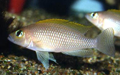 Neolamprologus caudopunctatus